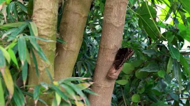 Doğa büyük güzel kelebek baykuş gözü ağaçta oturur.