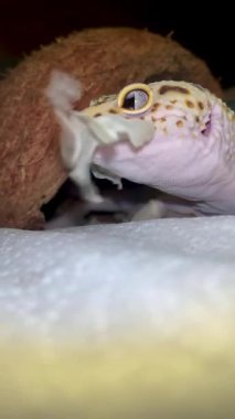 Eublefar derisini yiyor. Gecko deri değiştirme, dikey video