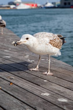 Gagasında yiyecek olan bir kuş, bir martı yiyecek çalar.
