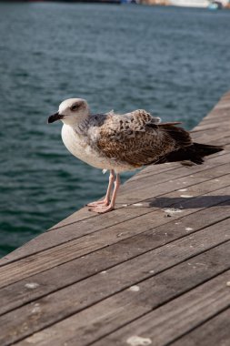 Deniz kenarında bir deniz kuşu, bir martıya yakın çekim.