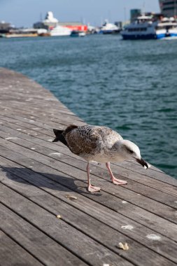 İskelede avını yiyen meraklı genç bir martı.