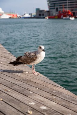 Deniz kıyısında bir martıyla sakin bir sahne