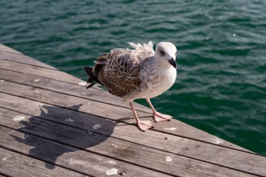 Güneşli bir günde sahil kuşu, martıya yakın çekim
