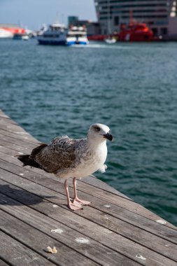 Tahta Yapının Üzerinde Deniz Kuşu