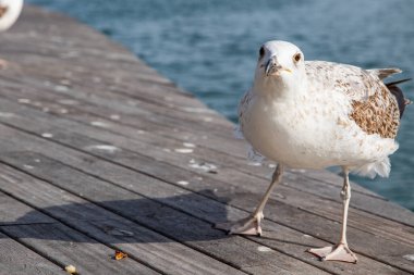 Su kıyısında bir martı var. Yakınlarda bir yazıt yeri var.