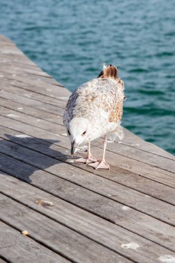 Natural Light 'da martı var. Yakınlarda bir yerde bir yazıt var.