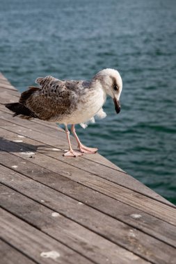 Deniz Martılı Huzurlu Sahne