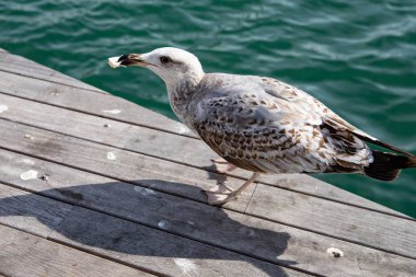 Yeşil Su 'nun Yaban Kuşu, bir martı yiyecek çalar