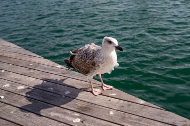 Deniz kıyısındaki Ahşap İskeledeki Genç Martı