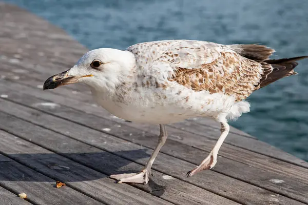 Okyanus Kuşu, Genç Bir Martının Yakın Çekimi