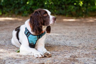 İngiliz Springer Spaniel yürüyüşe çıktı.