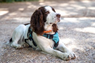 Parktaki güzel İngiliz Springer Spaniel