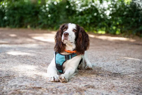 Sevimli İngiliz Springer Spaniel köpeği
