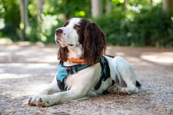 Mutlu bir İngiliz Springer Spaniel portresi.