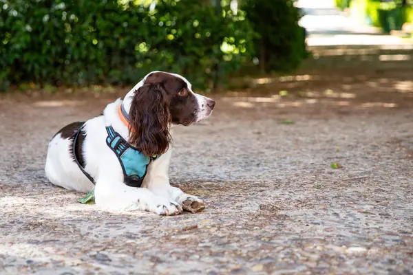 İngiliz Springer Spaniel parkta bir reklamın yanında dinleniyor.