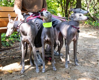  Park Sahibi ile Kamçı Köpekleri - Arkadaş Hayvanlar ve Boş Zaman 