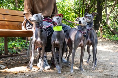 Parkta yürüyüş yapan bir Whippet köpeği ailesi.