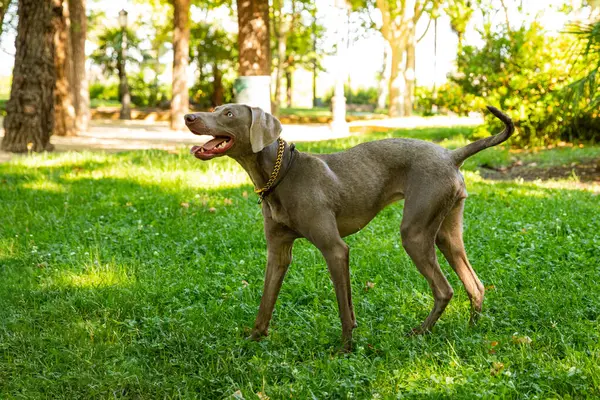 Weimaraner bir av köpeğidir..