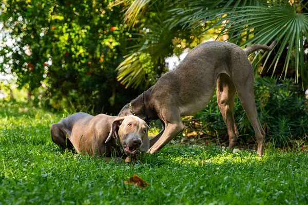 Weimaraner köpekleri yeşil çimlerde oynayıp duruyorlar