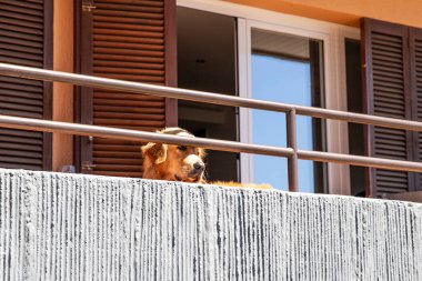 Golden Retriever balkonda