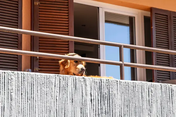 Golden Retriever balkonda