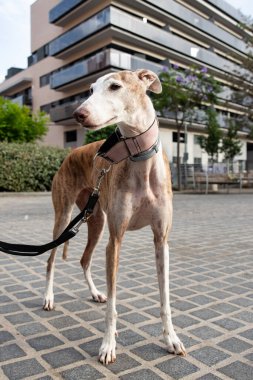 Şehirde tasmalı kırbaç köpeği