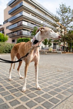 Kırmızı kamçı köpek yürüyüşe çıktı.