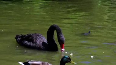 Gölde yüzen siyah kuğu. Kuş yemi..