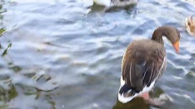 Kazlar ve ördekler parkta bir gölde yüzerler.