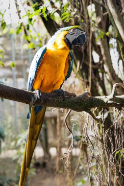 Vahşi Güzel Mavi ve Altın Makarna Açık havada. Kuş papağanı.