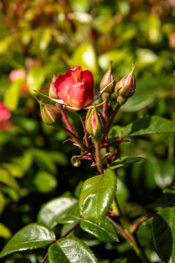 Kapalı gülleri olan bir dal, bahçe çiçeklerinin güzelliği. Güller yakın çekimde genç çalılar