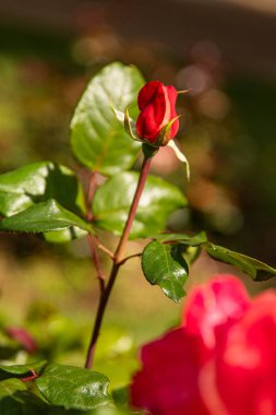 Güzel kapalı gül, makro güzel çiçeğin yanında reklam metinleri için bir yer var.