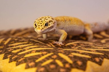 Yastığın üstünde egzotik bir kertenkele. Bir kertenkelenin makro fotoğrafı ve yakınlardaki reklam metinleri için alan