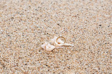 Hassas bileşim, halkalar, kabuk ve kum. Alyansların üst görüntüsü