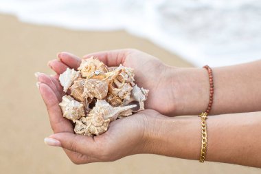 Deniz kabuklarının arasına gizlenmiş alyanslar. Aşkın ve denizin sembolü, palmiyelerde yüzükler ve kabuklar.