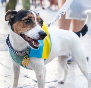 Mavi ve sarı bayrağı olan partret köpek protestocusu. Jack Russell Terrier vatansever