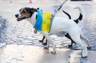 Köpek savunucusu. Ukrayna 'yı destekleyen bir bayrak taşıyan vatansever bir köpek şehirde yürüyüşe çıktı..