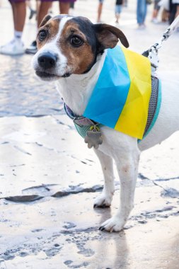 Jack Russell Terrier 'in üzerinde Ukrayna bayrağı var. Köpek kameraya bakar.