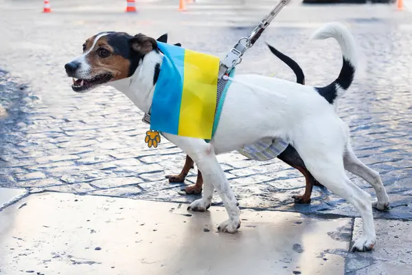 Köpek savunucusu. Ukrayna 'yı destekleyen bir bayrak taşıyan vatansever bir köpek şehirde yürüyüşe çıktı..
