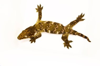 Egzotik Yosunlu Gecko Sürüngeni beyaza izole edildi, metin için boşluk