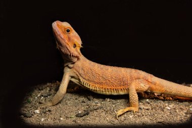 Sırtında dikenleri olan turuncu sakallı ejderha. Siyah arkaplanda kertenkeleler