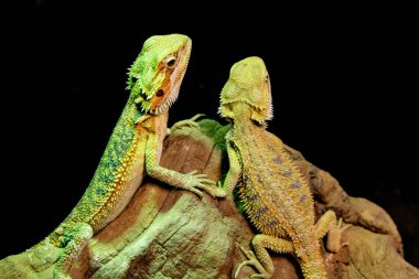 Sakallı Ejderhaların Kapanışı Taşın Üzerinde