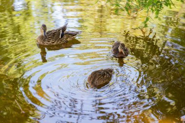 Bir ördek ailesi mesaj kutusunun yanında güneşli bir gölette banyo yapıyor.