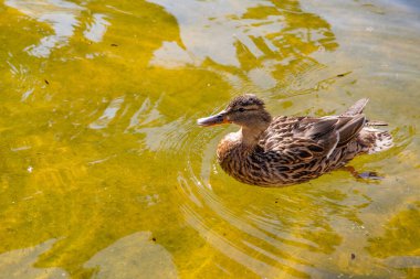 Vahşi bir ördek suda yüzüyor, mesaj kutusunun yanında.