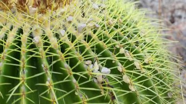 Yeşil yüzey ve Altın Fıçı Kaktüsünün altın dikenlerinin detaylı görüntüsü