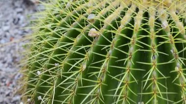 Dikey çizgiler ve gelişen Echinocactus Grusonii 'nin keskin dikenleri kayalık bir arka planda