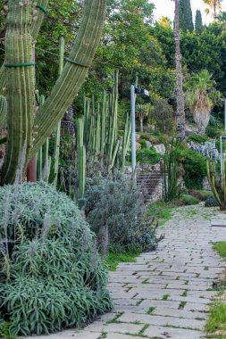 Yürüme, kaktüs türleri ve sokulent için Alea ile kaktüs parkı