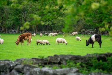 Farm animals, cows, sheeps, in county Clare, Ireland clipart