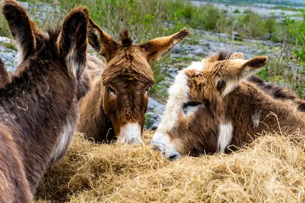 İrlanda 'nın Kerry ilçesinde bir grup İrlandalı eşek.