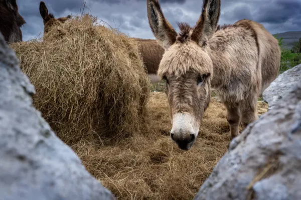 stock image Donkeys eating in county Clare, Ireland